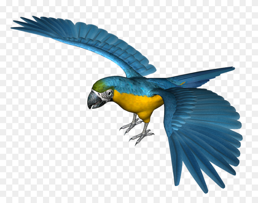 996x767 Large Blue Parrot Png - Parrot PNG