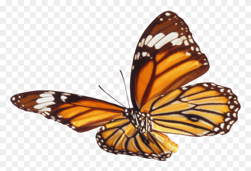 1294x852 Large Butterfly Png Picture - Real Butterfly PNG