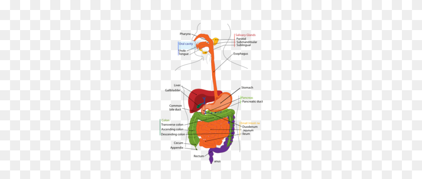207x297 Large Digestive System Clip Art - Respiratory System Clipart