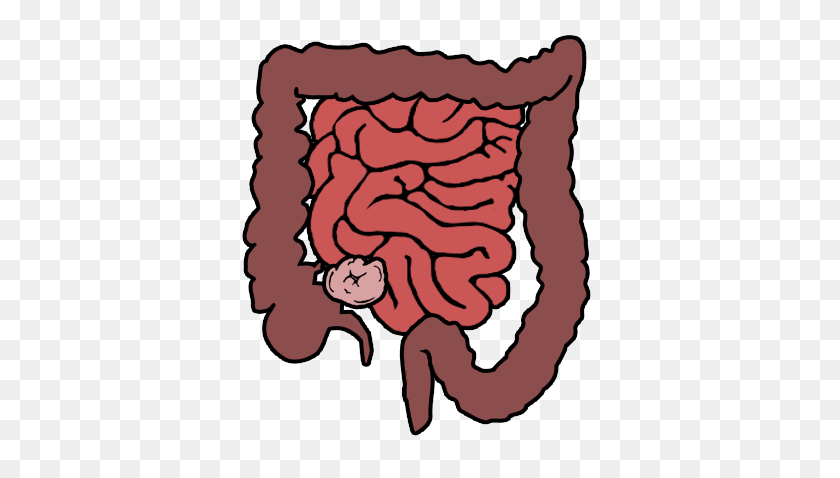 376x418 Large Intestine Diagram - Appendix Clipart