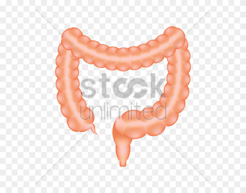 600x600 Large Intestine Of A Human Vector Image - Intestine Clipart