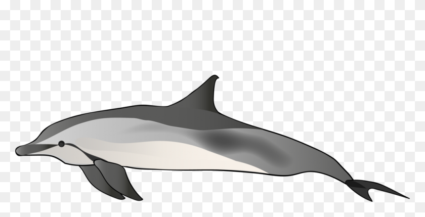1000x474 Научно-Исследовательский Институт Крупных Морских Позвоночных, Филиппины - Китовая Акула Png