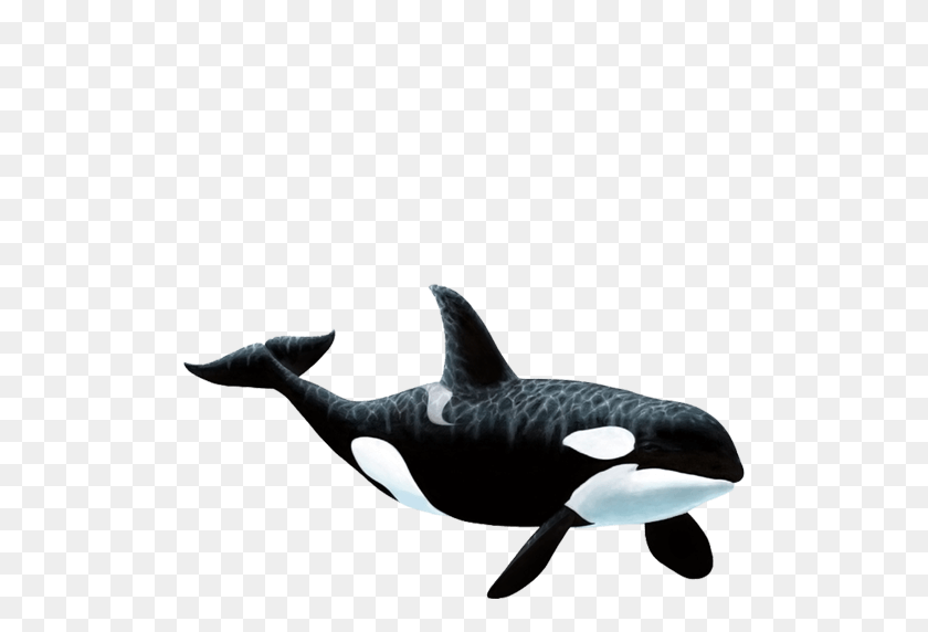512x512 Large Orca Whale Wall Sticker - Orca PNG