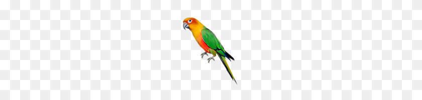 113x140 Large Parrot - Quetzal Clipart