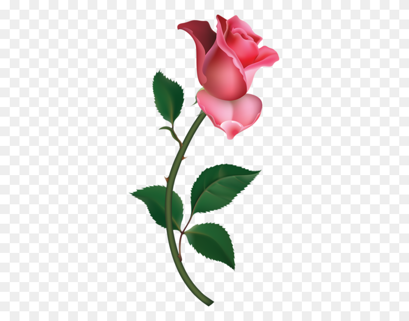 311x600 Large Pink Rose Bud Painting Png Clipart Rosor - Beauty And The Beast Clipart Rose