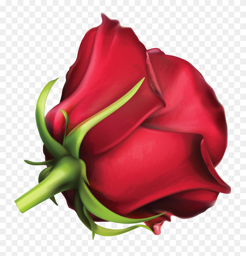 5353x5588 Png Красная Роза Клипарт