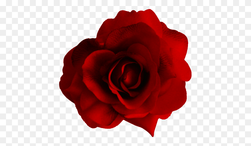445x429 Large Red Rose Transparent Png - Rose PNG
