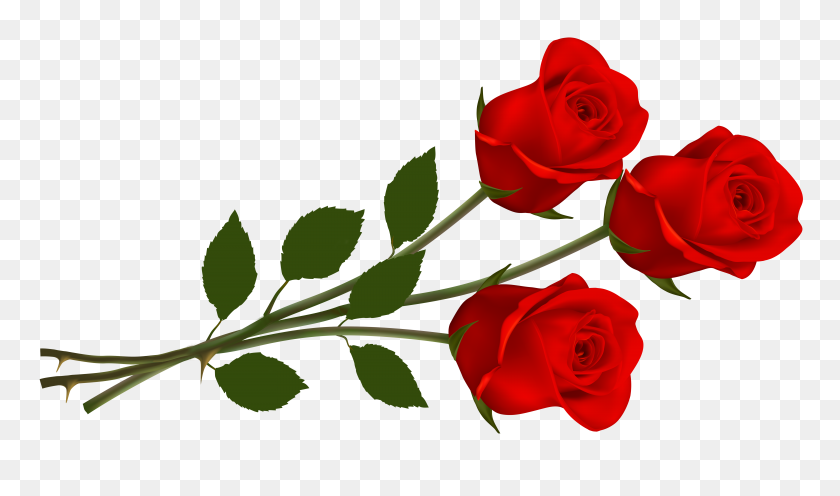 6500x3637 Large Red Roses Png - Single Rose PNG