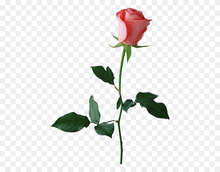 456x600 Large Rose Bud Png Clipart Single Rose Rose Buds - Black Flowers PNG