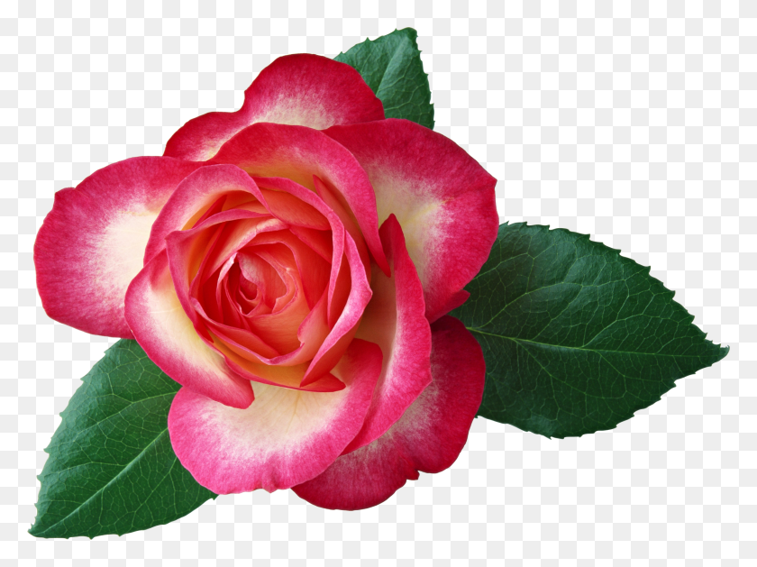 2623x1916 Large Rose Clipart - Free Rose Clipart