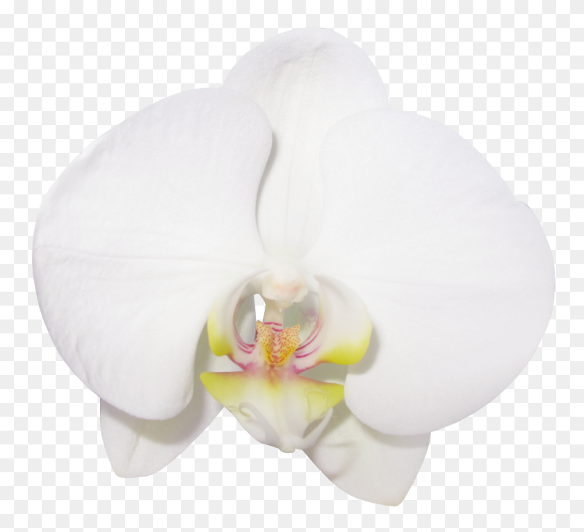 1020x924 Большая Прозрачная Ванильная Орхидея - Плюмерия Png