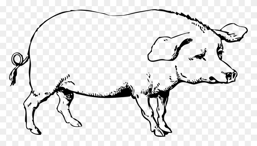 1402x750 Large White Pig Kunekune Black And White Guinea Pig Pig Show Free - Meat Clipart Black And White