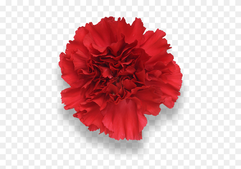 652x532 Largest Collection Of Free To Edit Carnation Stickers - Carnation PNG