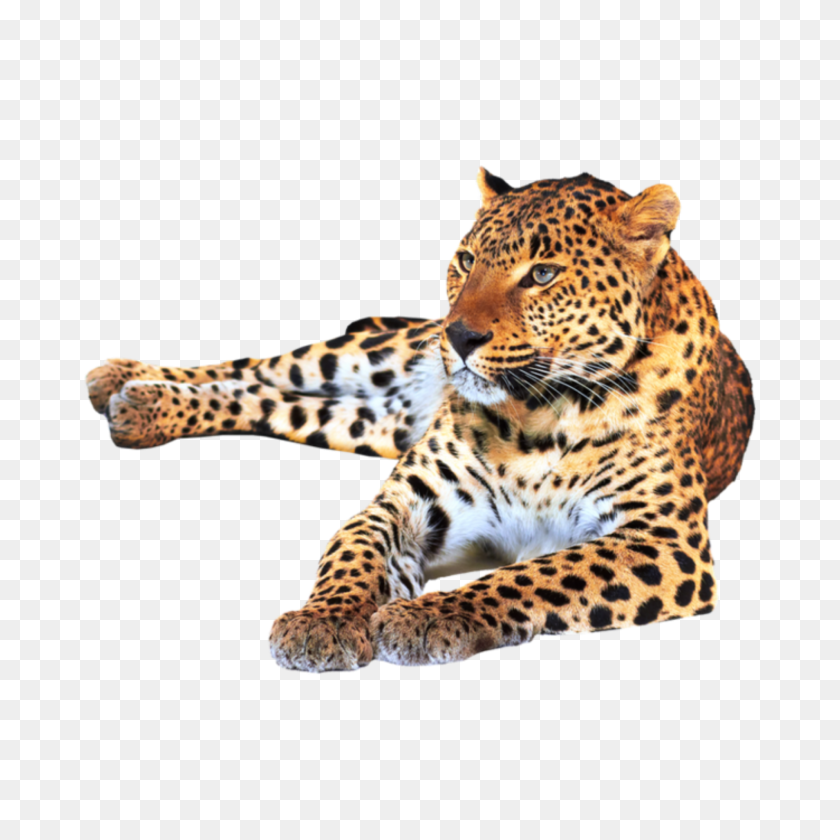 1800x1800 La Colección Más Grande De Pegatinas Con Estampado De Leopardo Gratuitas Para Editar - Leopardo Png