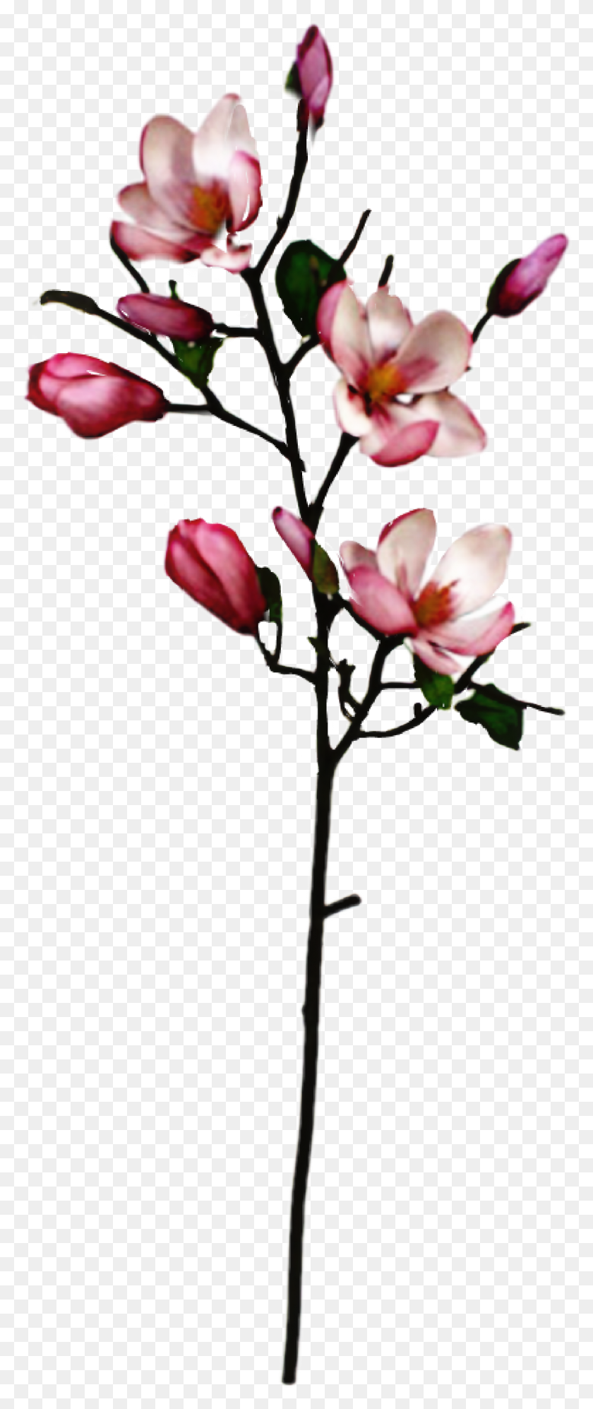 1266x3141 La Colección Más Grande De Pegatinas De Árboles De Magnolia Gratuitas Para Editar - Árbol De Magnolia Png