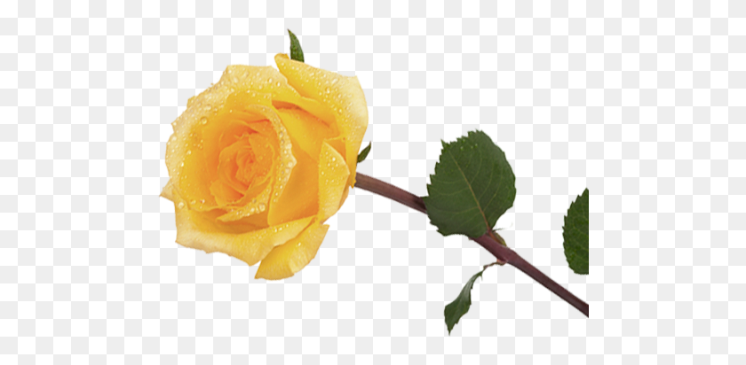 486x352 Largest Collection Of Free To Edit Rx Stickers - Yellow Roses PNG