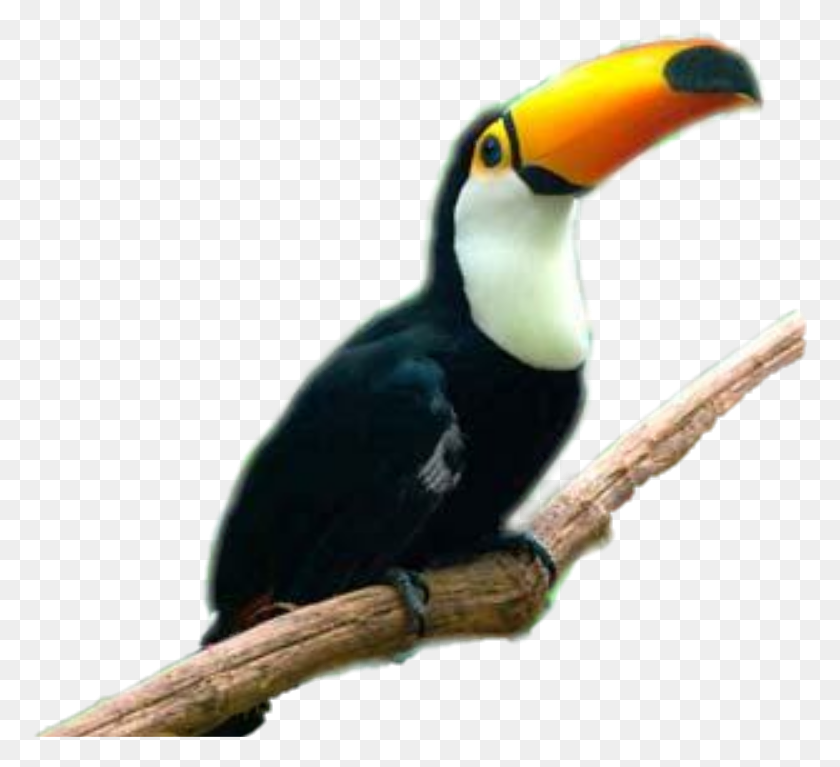 774x707 Largest Collection Of Free To Edit Tucan Stickers - Tucan PNG