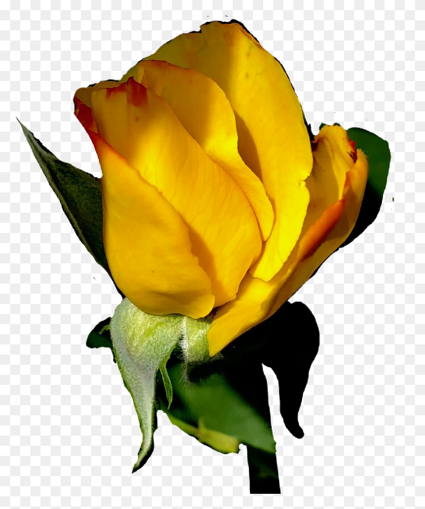 1091x1323 Самая Большая Коллекция Бесплатных Наклеек Yellowrose - Желтые Розы Png