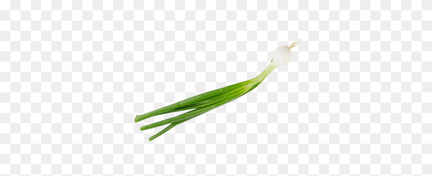 379x283 Latest Downloaded - Lemongrass PNG
