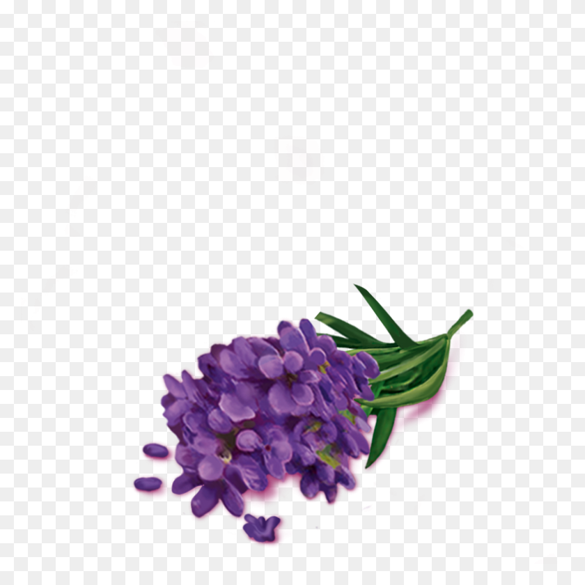 800x800 Lavender Flowers - Lavender PNG
