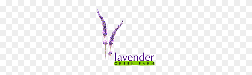 195x190 Lavender Oil Benefits Kapiti, Natural Oil Products New Zealand Nz - Lavender PNG
