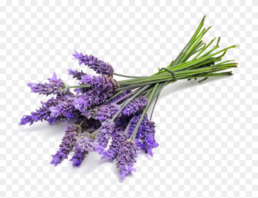 886x663 Lavender Oil Pure, Lavender Oil Uses And Benefits, Lavender Oil - Lavender PNG