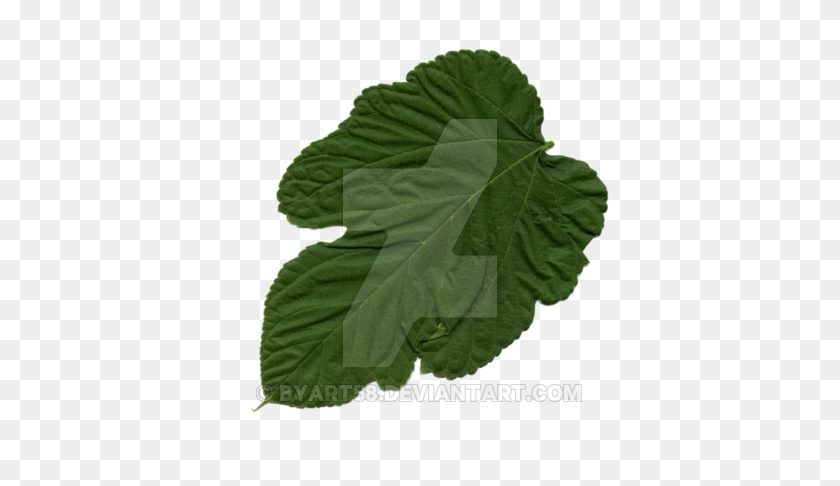 400x426 Leaf - Mint Leaves PNG