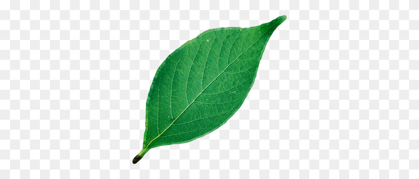 310x299 Leaf - Leaf Pile PNG