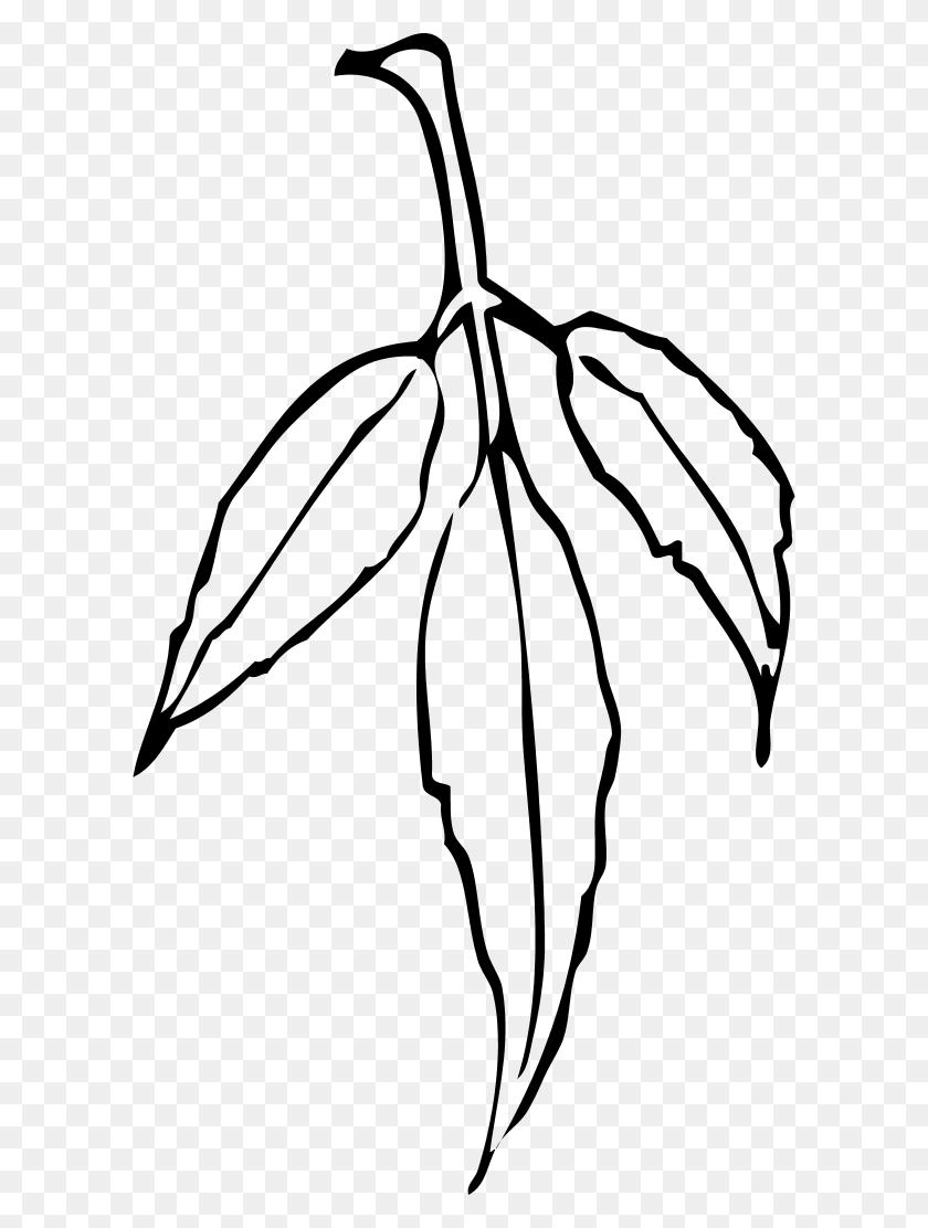 600x1052 Leaf Branch - Olive Leaf Clipart