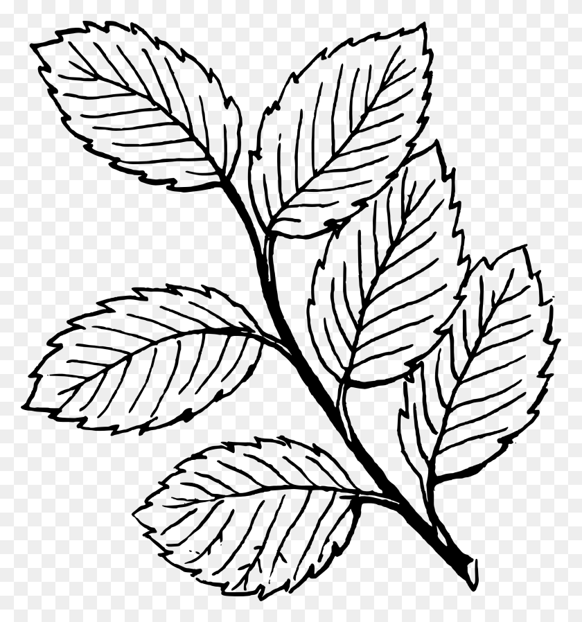2555x2748 Leaf Clip Art Black And White Look At Leaf Clip Art Black - Free Tree Clipart Black And White