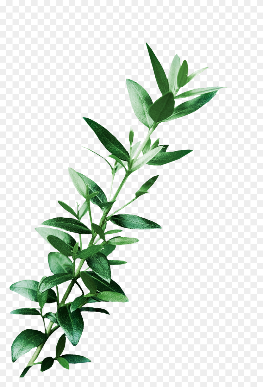 1175x1772 Leaf Digital Image Art Clip Art - Free Eucalyptus Clipart