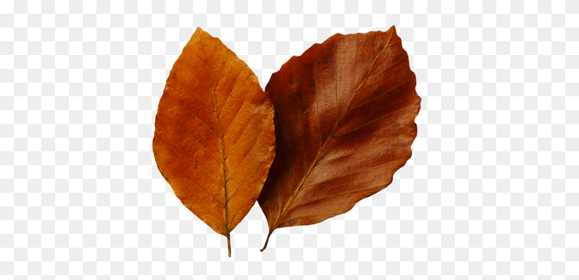 413x347 Leaf Fall Leaves Clip Art Beautiful Autumn Clipart - Fall Leaves Clipart PNG
