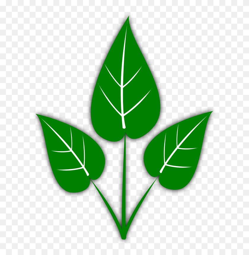 637x800 Leaf Free Leaves Clipart Free Clipart Graphics Images And Photos - Tropical Leaves PNG