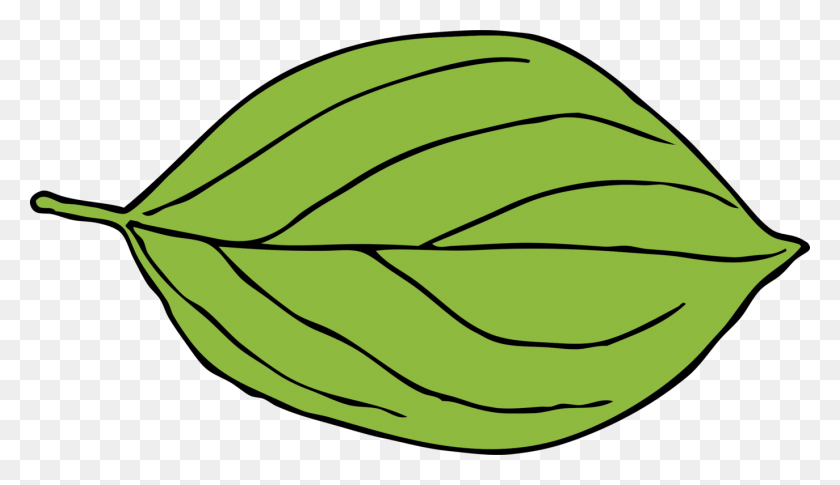 1374x750 Leaf Green Computer Icons Drawing Oval - Aloe Vera Clipart