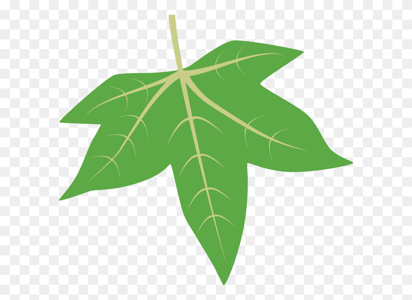 600x551 Leaf Id - Eucalyptus Tree Clipart