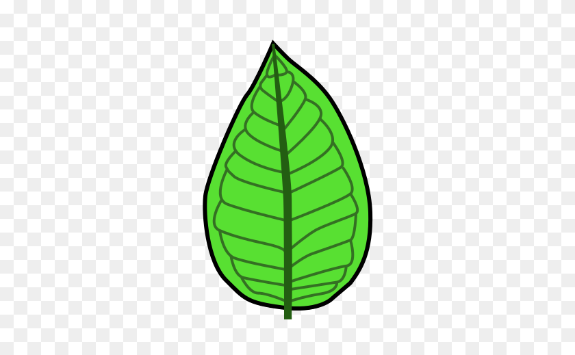 356x459 Leaf Morphology - Banana Leaf PNG