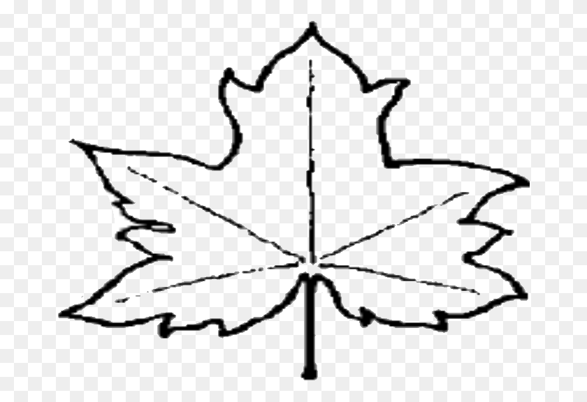 677x516 Leaf Outline Tree Outline With Leaves Clipart - Leaf Clipart Black And White