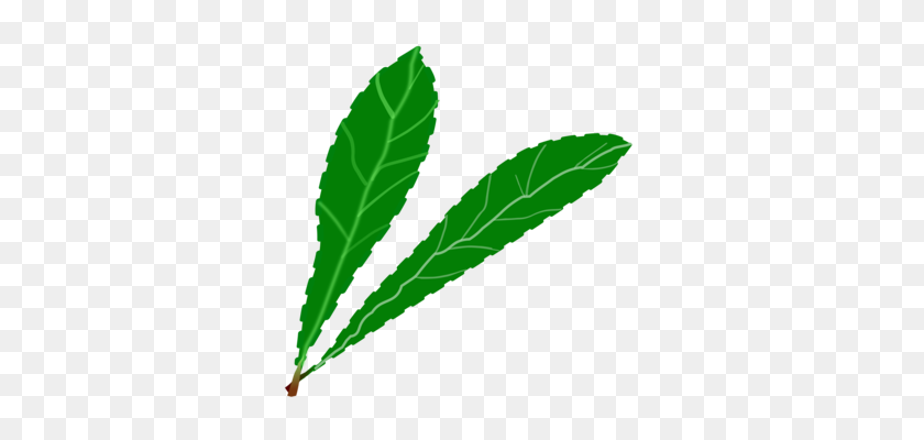 340x340 Leaf Plant Anatomy Green Vegetation - Tobacco Plant Clipart
