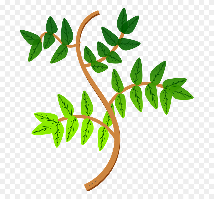 681x720 Клипарт Листовое Растение, Изучите Картины - Растения Клипарт