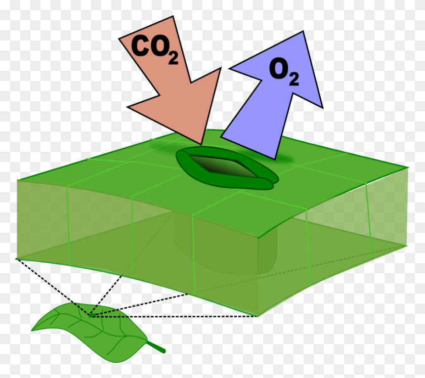 851x750 Leaf Stoma Computer Icons Carbon Dioxide Botany - Carbon Clipart