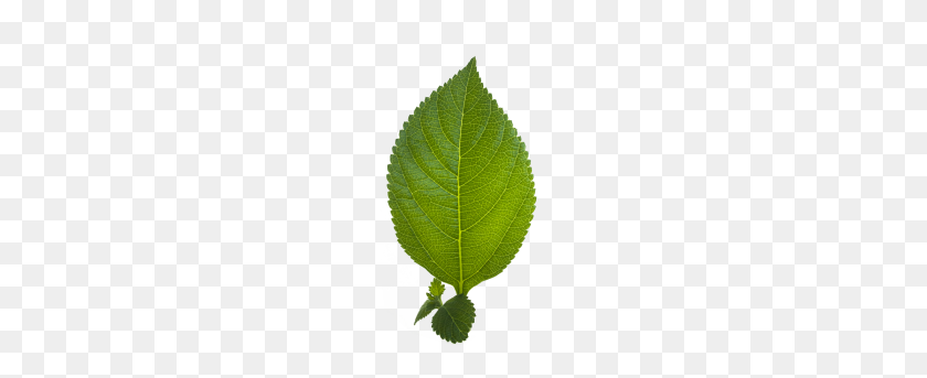 379x283 Leaf Transparent Png Image - Mint Leaf PNG