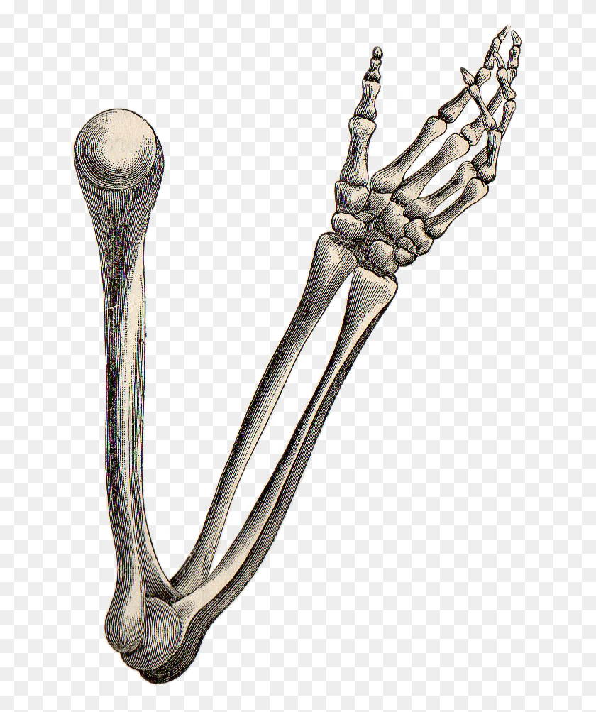 660x943 Leaping Frog Designs Skeleton Hand And Arm Free Vintage Image - Skeleton Hand PNG