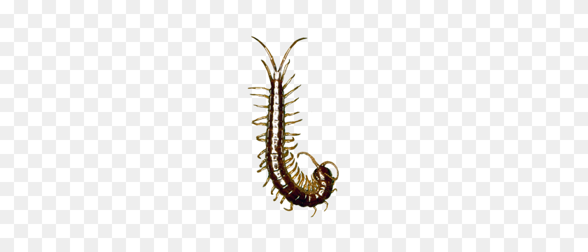 450x300 Learn About Centipedes Centipede Identification Hulett Pest - Centipede PNG