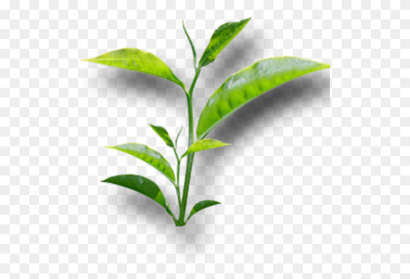 512x512 Leasbon Tea Appstore For Android - Tea Leaf PNG