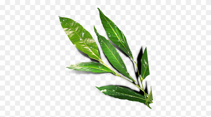 378x405 Leaves - Tea Leaves PNG