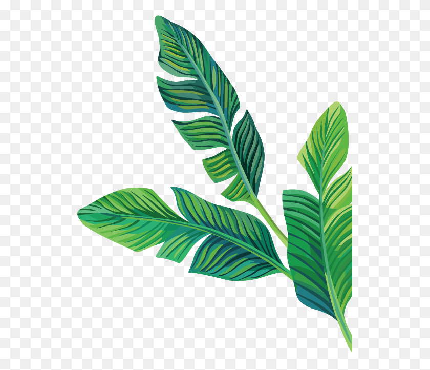 Leaves Bananaleaves Tropical Freetoedit - Tropical Leaves PNG - FlyClipart