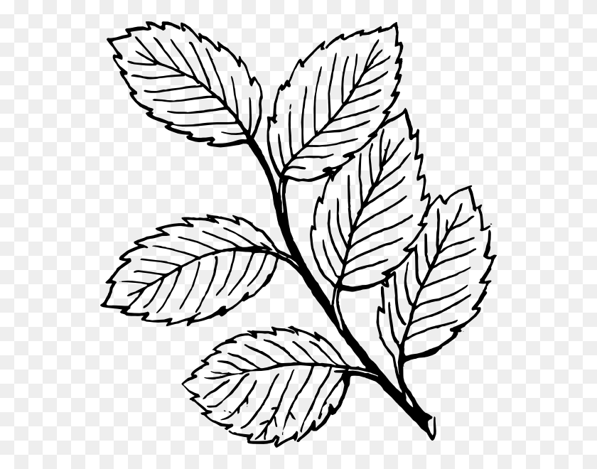 558x600 Leaves Clip Art - Rose Clipart Black And White PNG