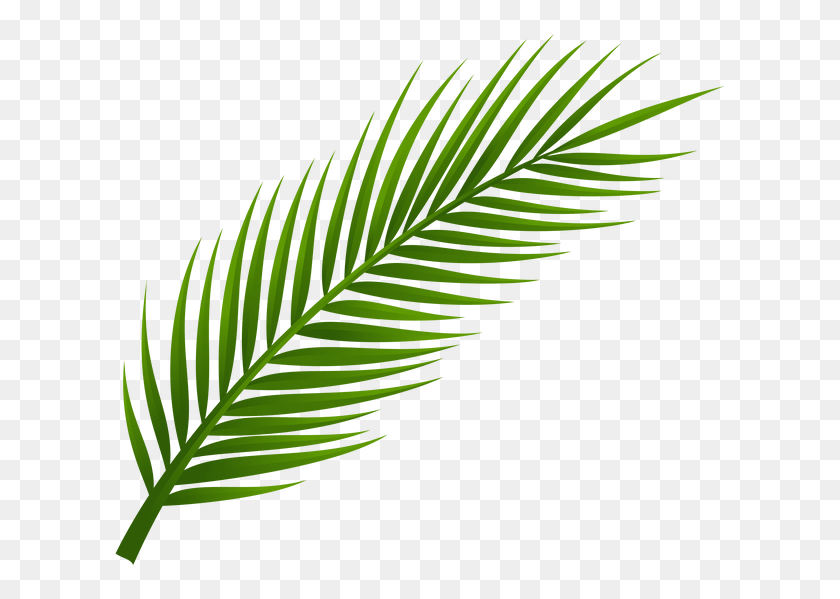 618x539 Leaves In Palm, Palm - Tropical Leaves Clipart