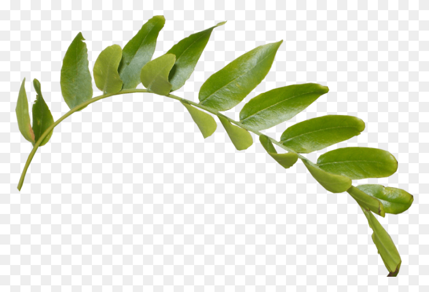 850x560 Leaves Png - PNG Leaves