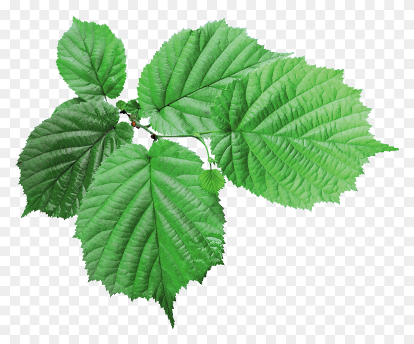 1280x1048 Leaves Png Transparent Images, Pictures, Photos Png Arts - Green Leaves PNG